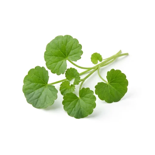 Centella